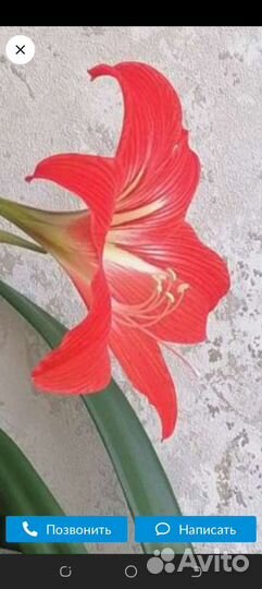 Гиппеаструм амариллис луковицы