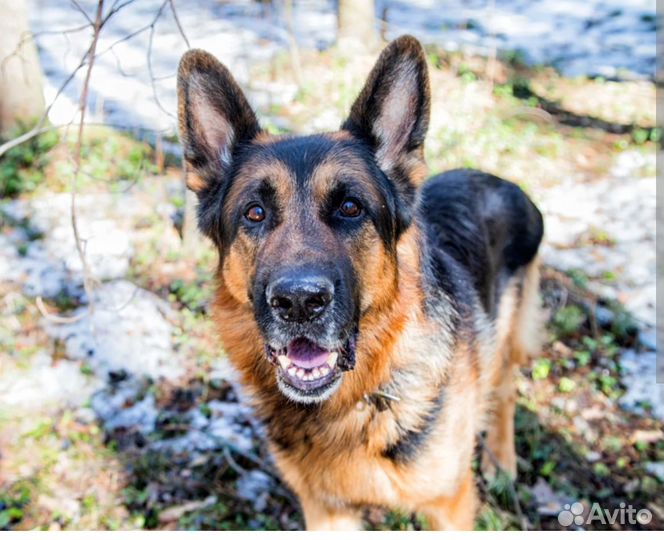 Немецкая овчарка потеряшка 8й мкрн