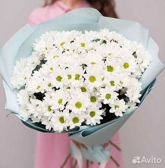 Хризантема