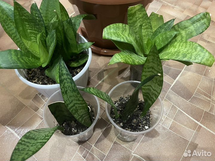 Сансевиерия