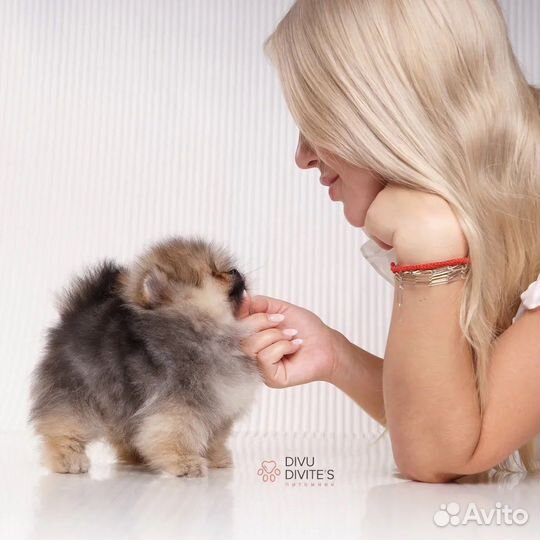 Померанский шпиц