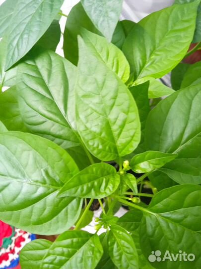 Перец комнатный острый