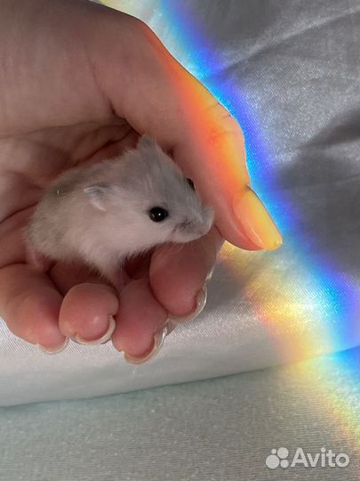 Джунгарские хомячки