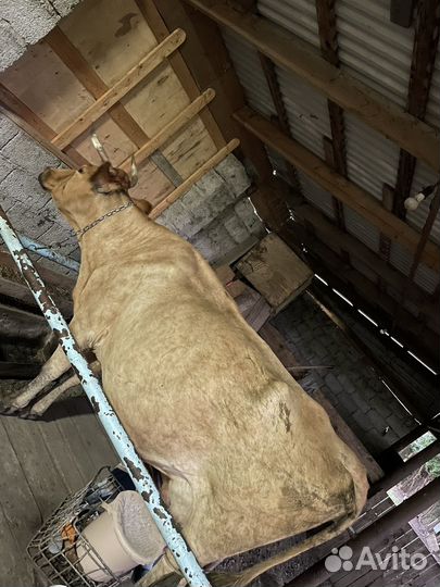 Корова дойная