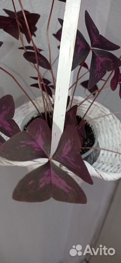 Кислица фиолетовая или оксалис в горшке 0.75 л