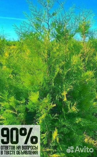 Туя брабант в розницу