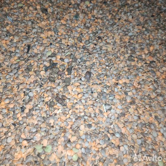 Отходы чечевицы