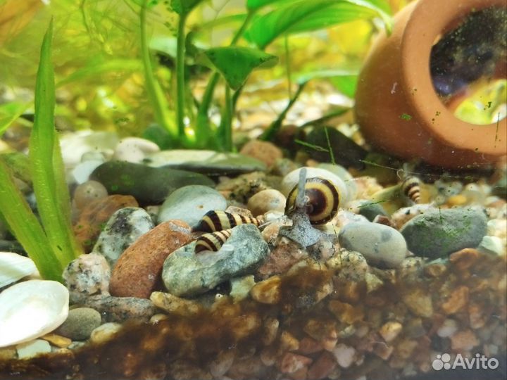 Улитка хелена