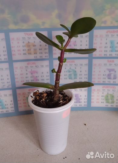 Комнатное растение: Денежное дерево (Толстянка)