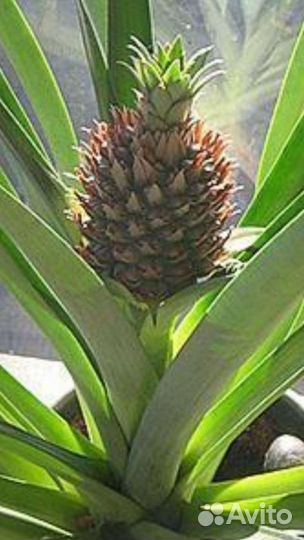 Декоративные растения