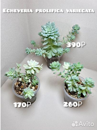 Суккуленты