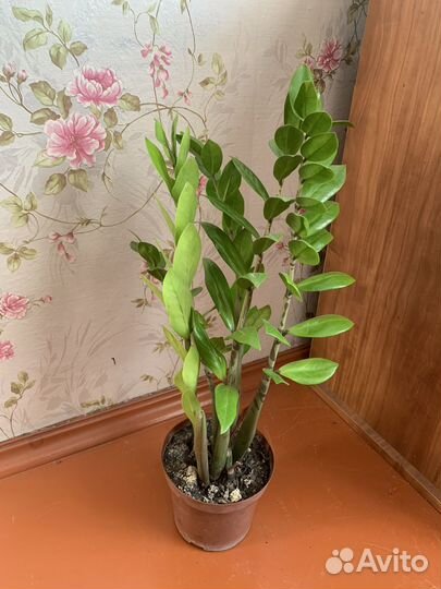 Замиокулькас