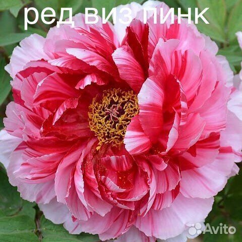 Древовидные Пионы