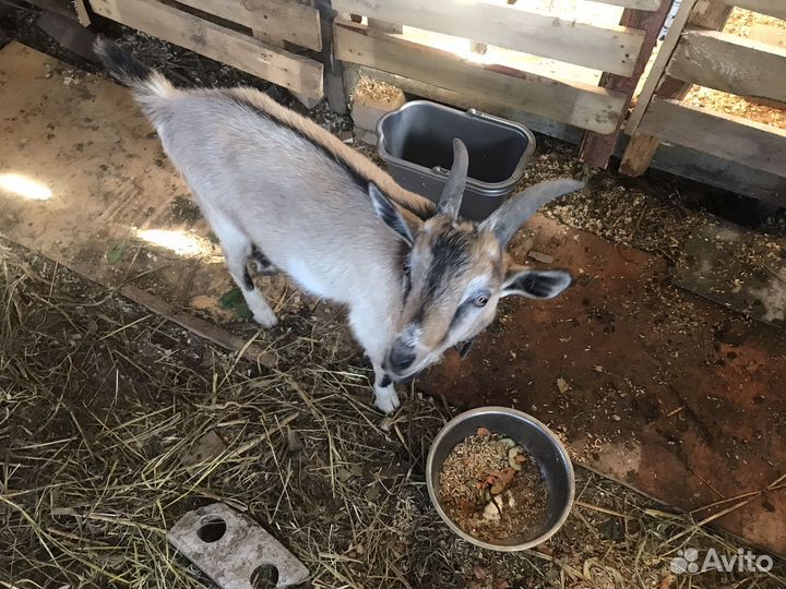 Козел,папа ламанча, мама альпочешка4,5мес