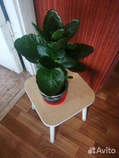 Комнатный цветок каланхое