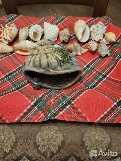 Морские ракушки раковины