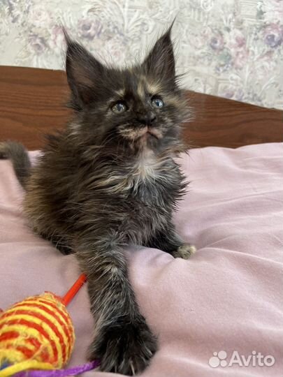 Котята Мейн кун