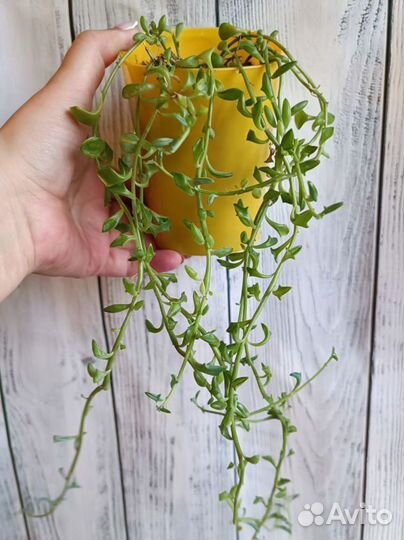 Крестовник дельфин. Необычные комнатные цветы