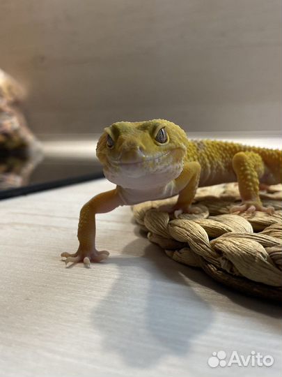 Эублефар самец