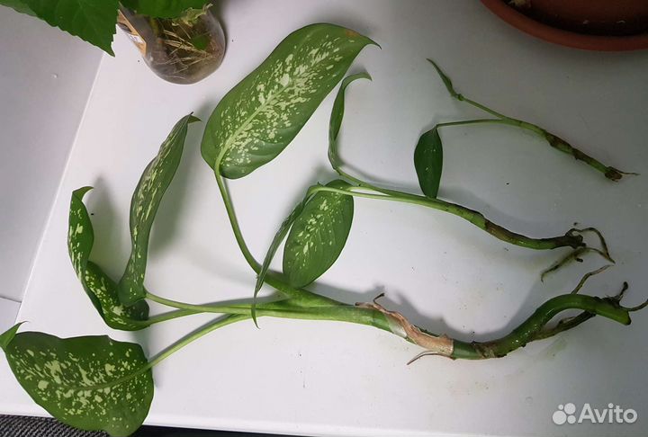 Гибискус, клеродендрум Томпсона, диффенбахия, трад