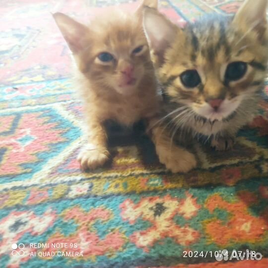 Отдам в добрые руки