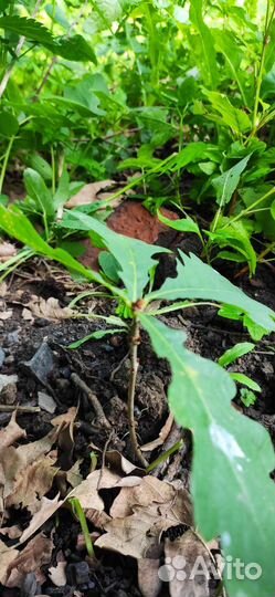 Саженцы дуба