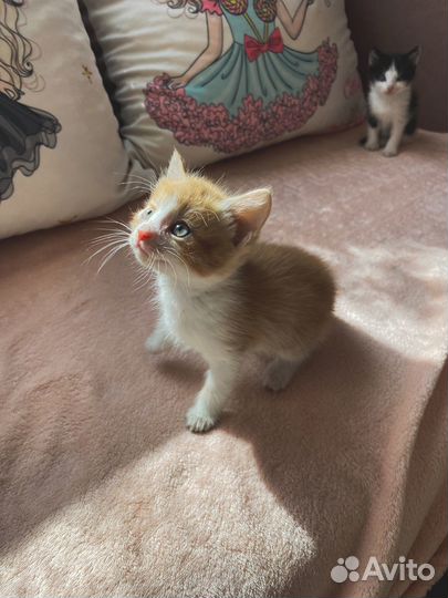 Котята в добрые руки