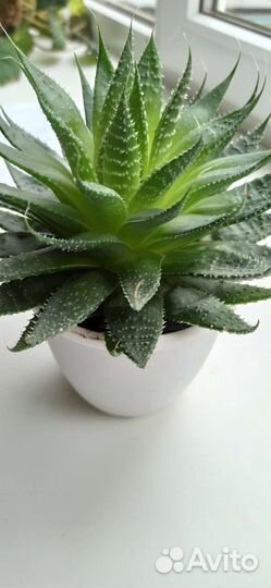 Суккулент Хавортия или Алоэ остистое – фаворит №1