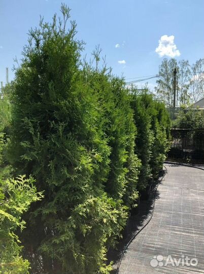 Крупномеры туи