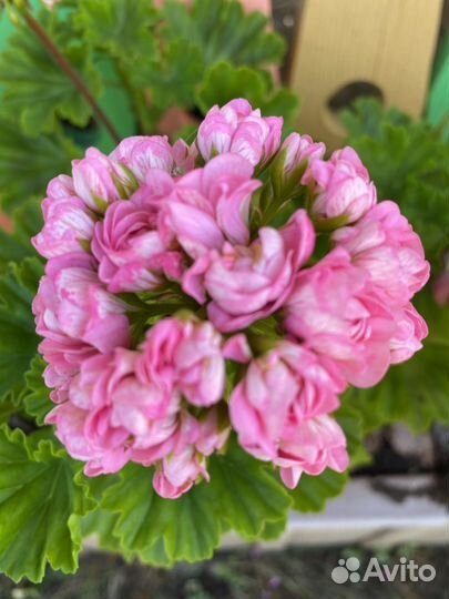 Пеларгония герань