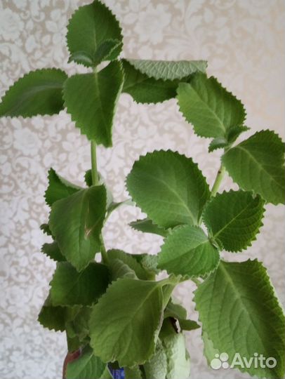 Комнатная мята