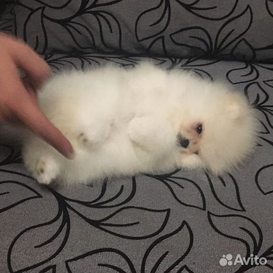 Вязка и щенок Померанец крови Кореи и США