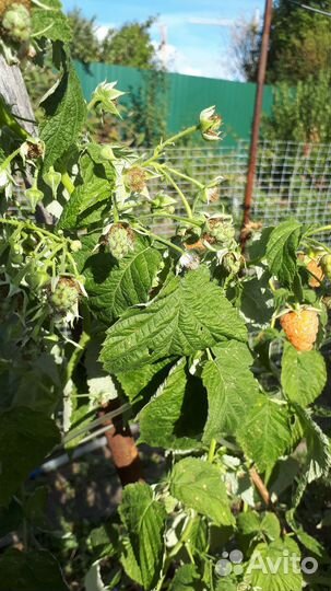 Саженцы малины ежевики розовой смородины