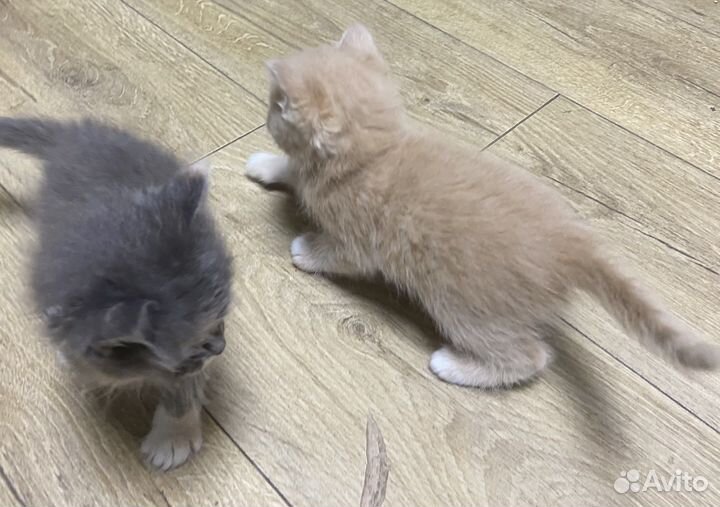 Рыжий котенок мальчик