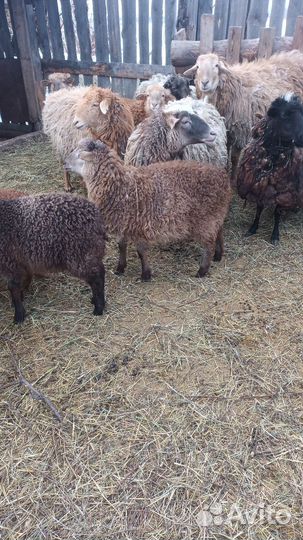 Овцы бараны ягнята