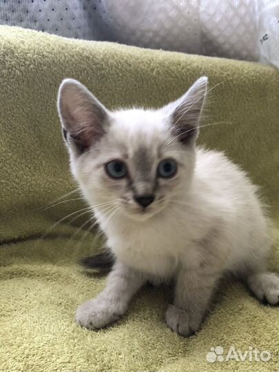 Маскарадные котята