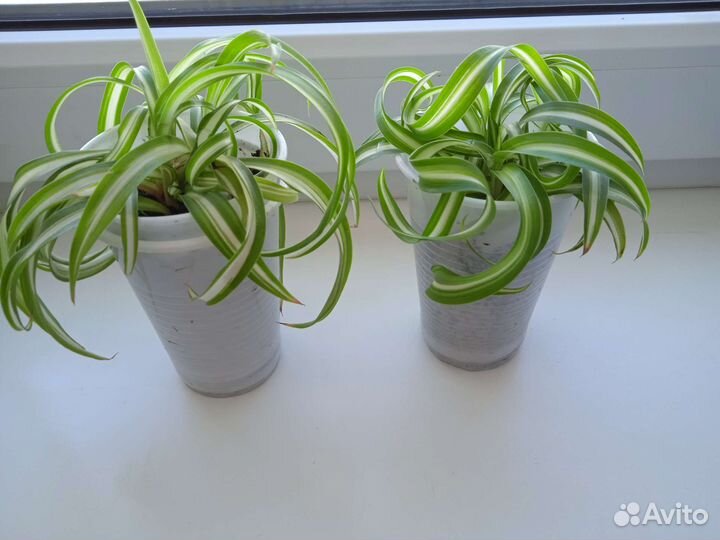 Хлорофитум кудрявый Бонни