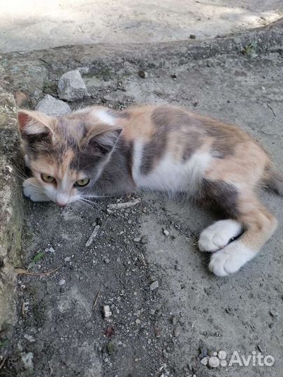 Кошка Булка, готова стать домашней