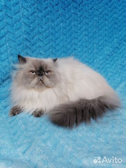 Персидский кот