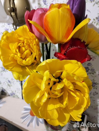 Луковицы тюльпанов