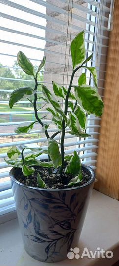 Педилантус