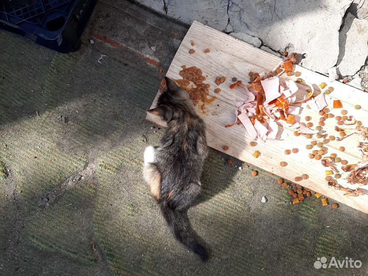 Кошка в дар