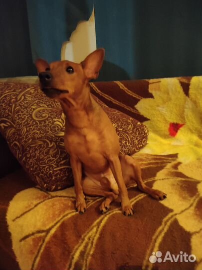 Цвергпинчер