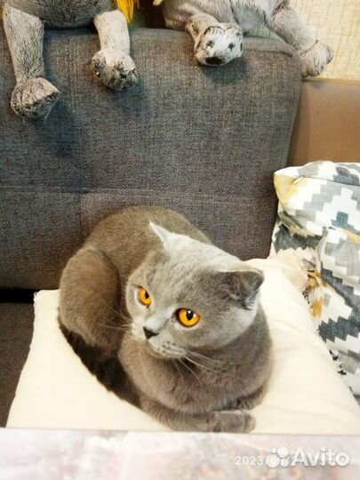 Кошка для вязки