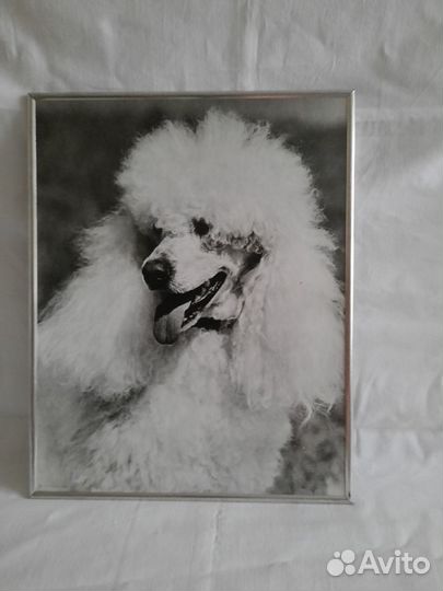 Фотокартина Белый пудель