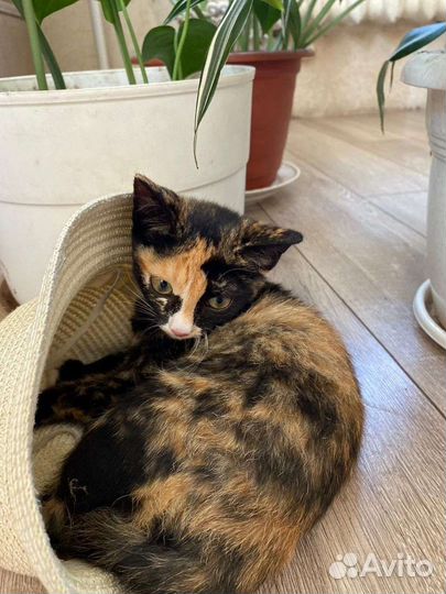 Малышки ищут дом