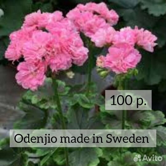 Пеларгония