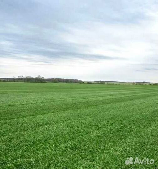 Рулонный газон, посевной газон