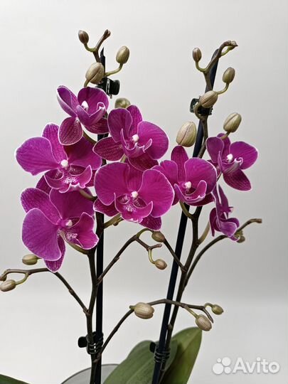 Орхидея Биг Лип мультифлора