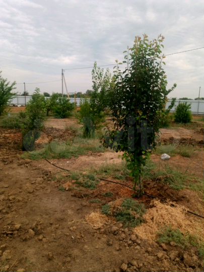 Дом 160 м² на участке 9 сот.